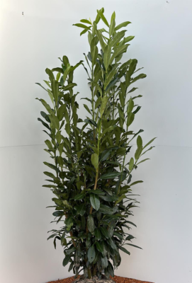 jungle monstera Monstera Jungle Mint Variegated