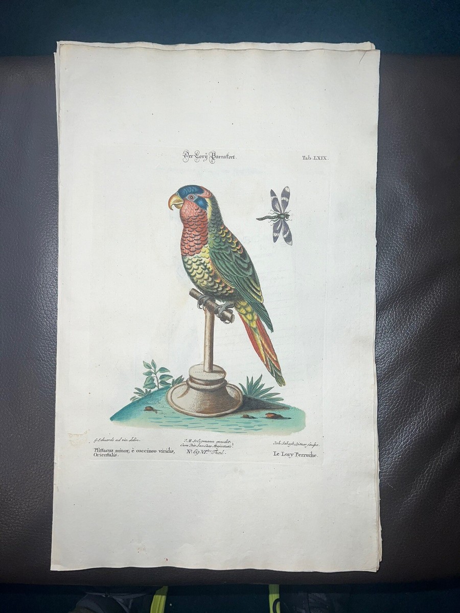 Antique Engraving Pl. 69 Edwards Seligmann C1756 Birds Hand Color