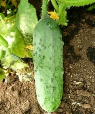 Calypso Cucumber Seeds 50+ Vegetable Garden NON-GMO USA FREE SHIPPING PICKLING