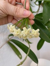 Hoya Pubicalyx - 'White Dragon'  .Ableger