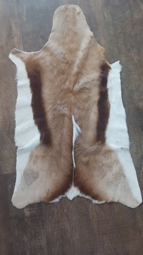 Gazelle Springbok Hide Rug Natural Fur Professionally Tanned Exotic Decor
