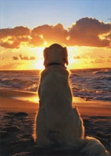 Dog Sitting On Beach At Sunset - Golden Retriever Pet Sympathy Card