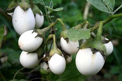 20 SEMI MELANZANA BIANCA A UOVO ''AMBURGINE-Eggplant'' Solanum melogena+OMAGGIO