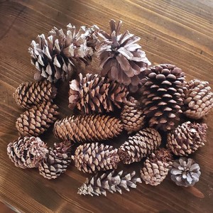 Assorted Natural Pine Cones for Crafts, Lot of 16, Decor, DIY Projects, Home