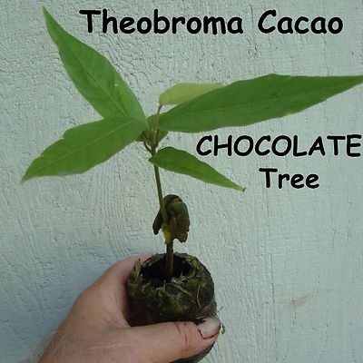 CACAO~ seedling Cocoa healthy Chocolate Tree Tropical Fruit small