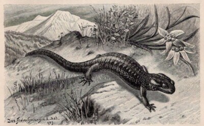 ALPINE SALAMANDER - Mountain Species with Rough Skin 1900 Antique Engraving
