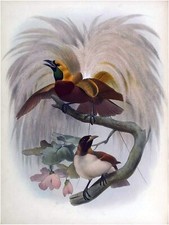 Tropical Bird D. Elliot Tile Mural Kitchen Bathroom Backsplash Marble Ceramic