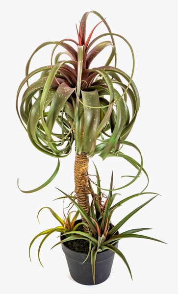 Artplants Kunst Tillandsia Streptophylla Elgafar, GrüN-Rot, 80Cm-image