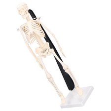 *Teaching Skeleton Model Anatomy Human Skeleton Model Detachable Firm Bonding