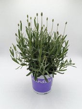 English Lavender Plant in 12cm Pot | Hardy Lavender Plant