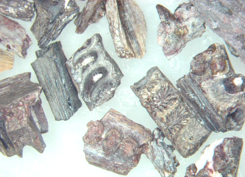 Permian fossil Waurika Oklahoma - Large Lot ~75 Reptile and Amphibian Jaws - Picture 7 of 12