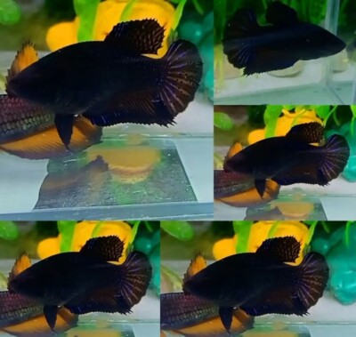 Super Black Halfmoon Plakat Female IMPORT LIVE BETTA FISH FROM