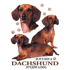 Dachshund Red Shorthair   Tshirt    Sizes/Colors
