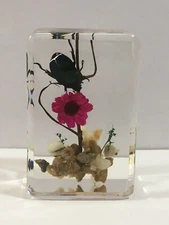 Real Beetle in Resin Insect TAXIDERMY Science Oddities Curiosities Strange Bugs