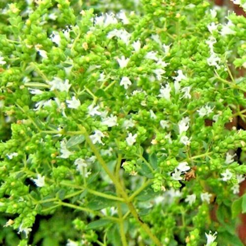 2000+ OREGANO SEEDS HERB PERENNIAL GREENS GREEK FRESH MEDICINAL NON-GMO HEIRLOOM - Picture 1 of 7