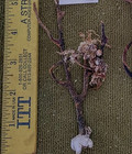 Lot of 5 Natural Sea Fan- Bonsai - Coral - Sea Whip B1 — photo 2