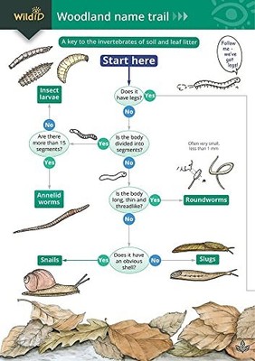 The woodland name trail: A key to the invertebrates of soil and leaf litter: 19