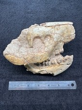 Hyracodon Skull Fossil, Running rhino, white river badlands, oligocene