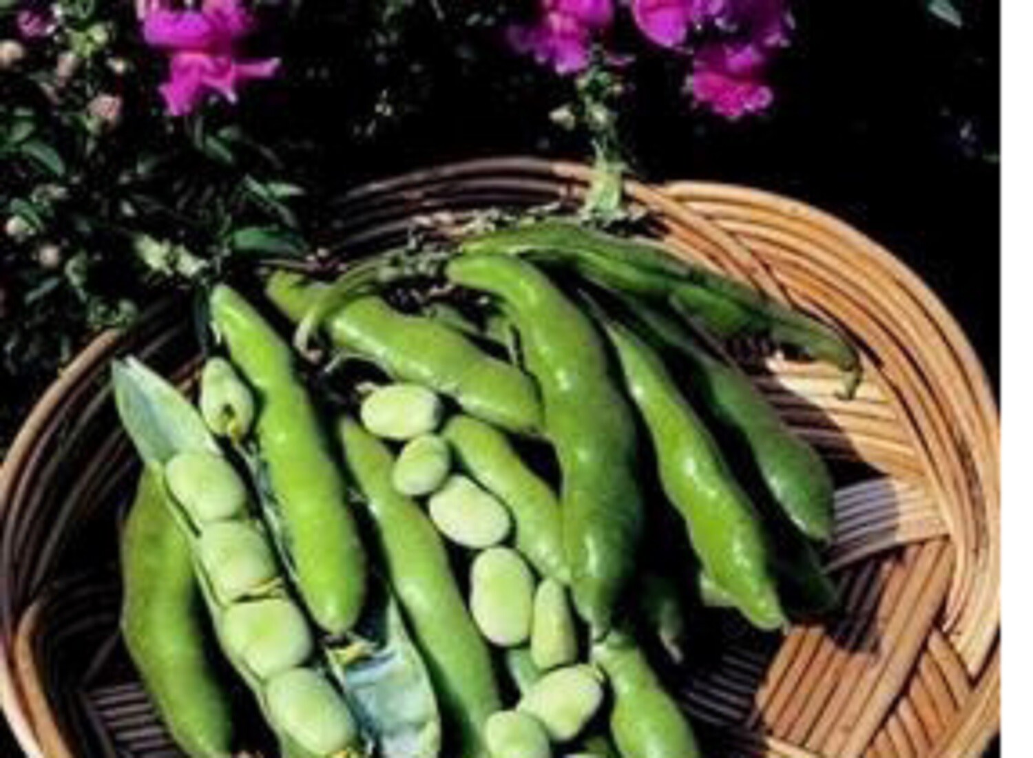 6 x broad bean plug plants choice of varieties pre order free postage