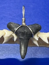 SHARK TOOTH PENDANT FOSSILIZED 7/8 Inch Lower LEMON Shark Tooth 