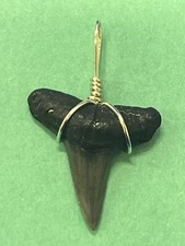 SHARK TOOTH PENDANT Fossilized 7/8 Inch Upper LEMON Shark Tooth 