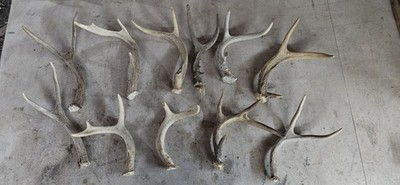 11 Deer Antlers Horns Elk Moose Rack