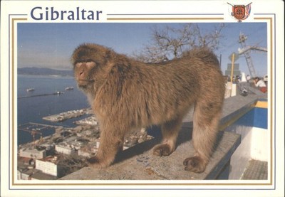 Gibraltar Berber Makaken Affe Felsenaffe Vintage Postkarte