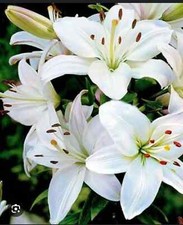 Asiatic Lily Imported Pack of 2 bulbs 