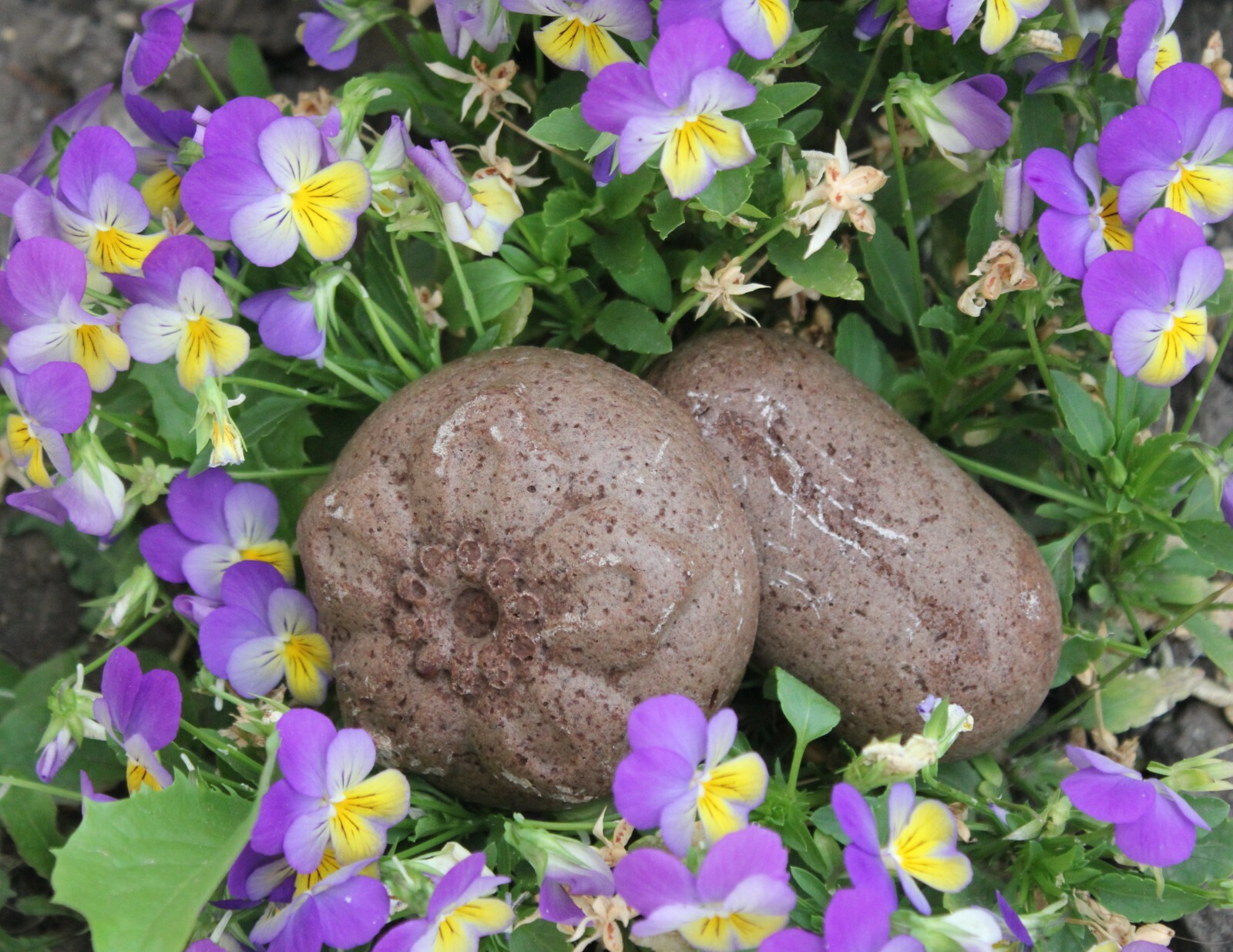 Barra de champú ayurvédico con shikakai