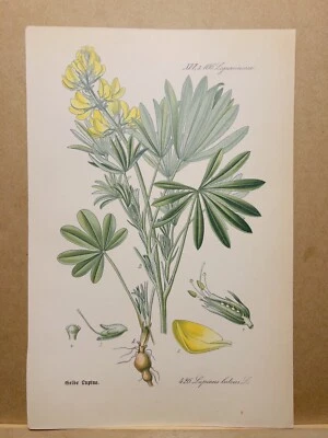 1886 ANTIK LITHOGRAPHIE ILLUSTRATION BOTANIK BLUME FLORA NATURE DECOR BILDER RAR - Bild 1 von 2
