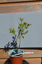 BONSAI APPLE TREE, 6 YEARS OLD, VERY HEALTHY (A02)