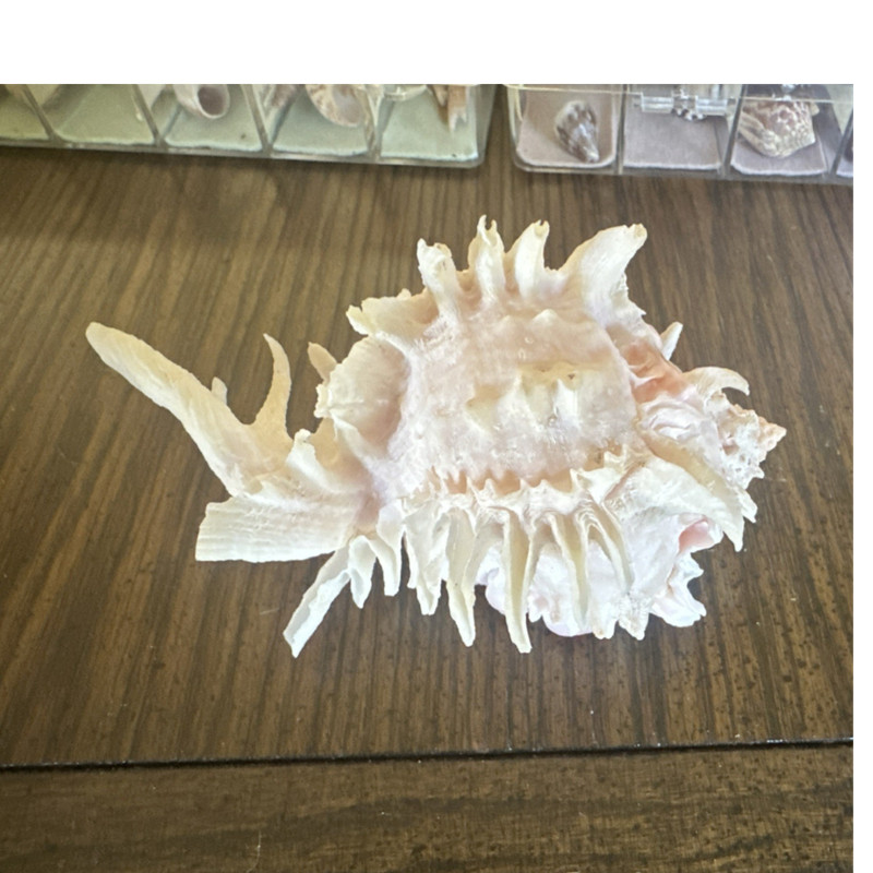 Hexaplex Pink Mouthed Murex Shell (Muricidae) Genus Hexaplex - Labeled