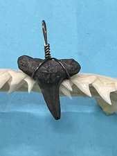 SHARK TOOTH PENDANT…7/8 Inch Fossilized LEMON Shark Tooth from Venice Florida 