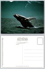 Humpback Whale Breaching Postcard by Al Giddings Athena Photographics