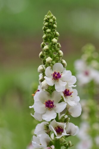 Verbascum nigrum album (Mullein) - 50 seeds