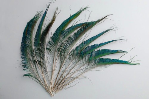 Natural & Dyed PEACOCK SWORDS 10"-35" Feathers; Craft/Costume/Hats/Halloween - Picture 11 of 11