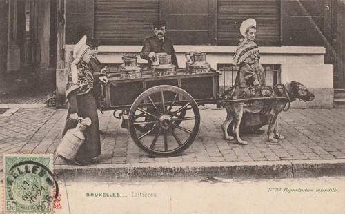 Belgique, Laitière Flamande, attelage de chiens von Photographie