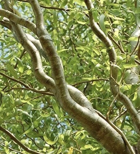 SALE 6 Twisted Willow Cuttings, Corkscrew ,about 8". NOT ROOTED - Picture 5 of 5