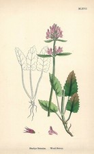 Antique Hand Colored Print (1867) – "Wood Betony; Stachys Betonica"