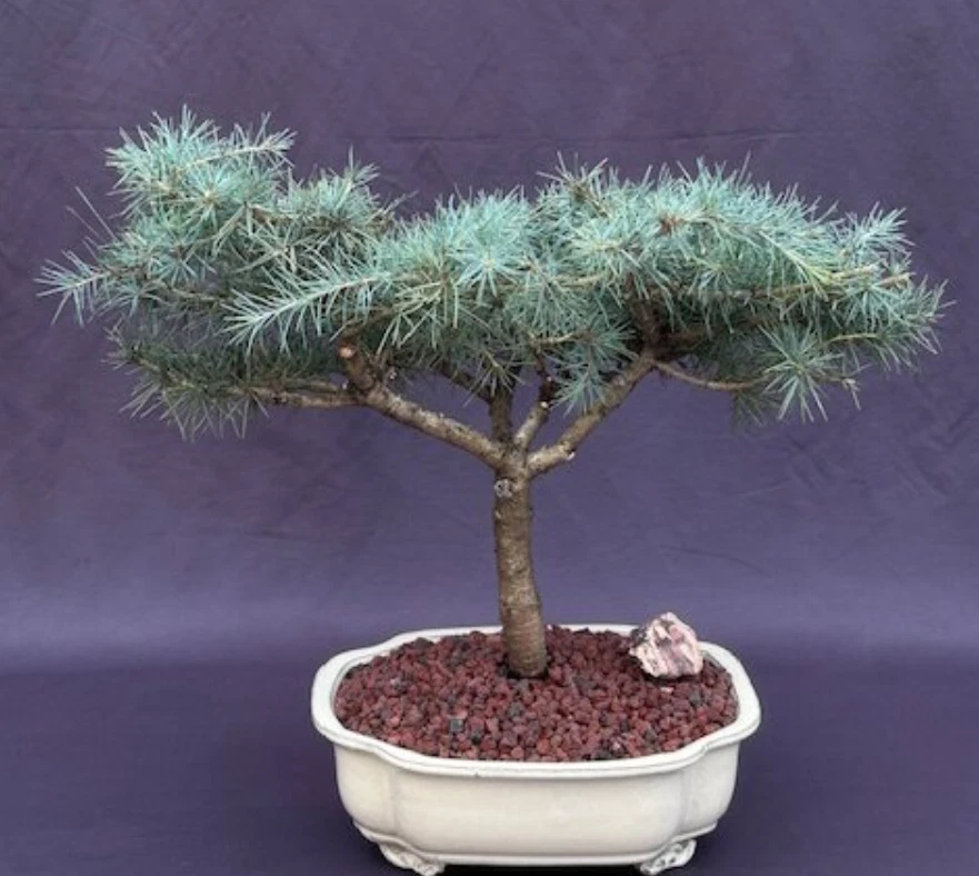 Cedro Deodar Bonsai Árbol Planta Nieve Viva Sprite Cedrus Deodara 15"H Árbol Exterior Foto 2 de 3