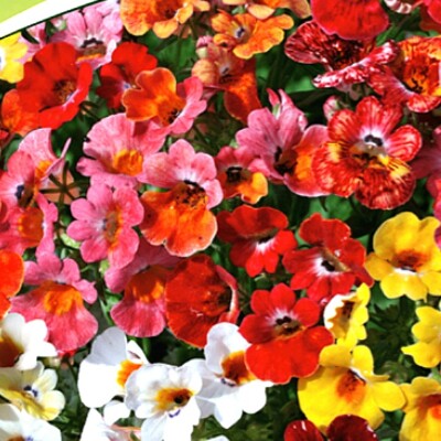 Semillas De Nemesia (Elfenspiegel) Rojas Y Blancas De Quedlinburg - Fáciles De Cultivar En Maceta O Jardín