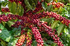 15 ARABICA COFFEE Tree Shrub Seeds - Grow your own coffee! *Flat S/H
