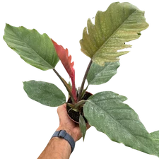 Philodendron Choco Empress