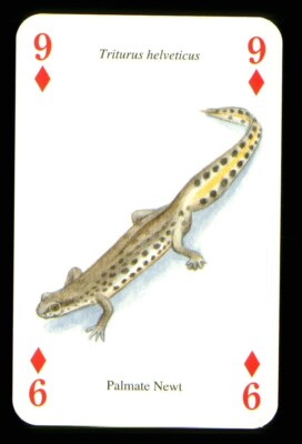1 x Spielkarte eines wilden Tierpalmen Molch 9 Diamanten ZU 27