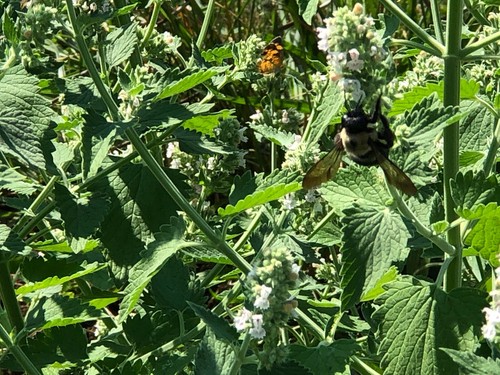 Fresh 2024 Fully Organic Catnip*Nepeta Cataria SEEDS~Perennial Herb *Heirloom - Picture 3 of 9