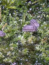 Armadillidium nasatum Rare Purple - Blue Hue Isopods 5  50 Springtails Crew 