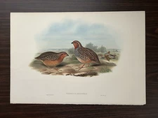 JOHN GOULD 1st Edition Argoondah Bush-Quail Lithograph Folio Hand-Colored