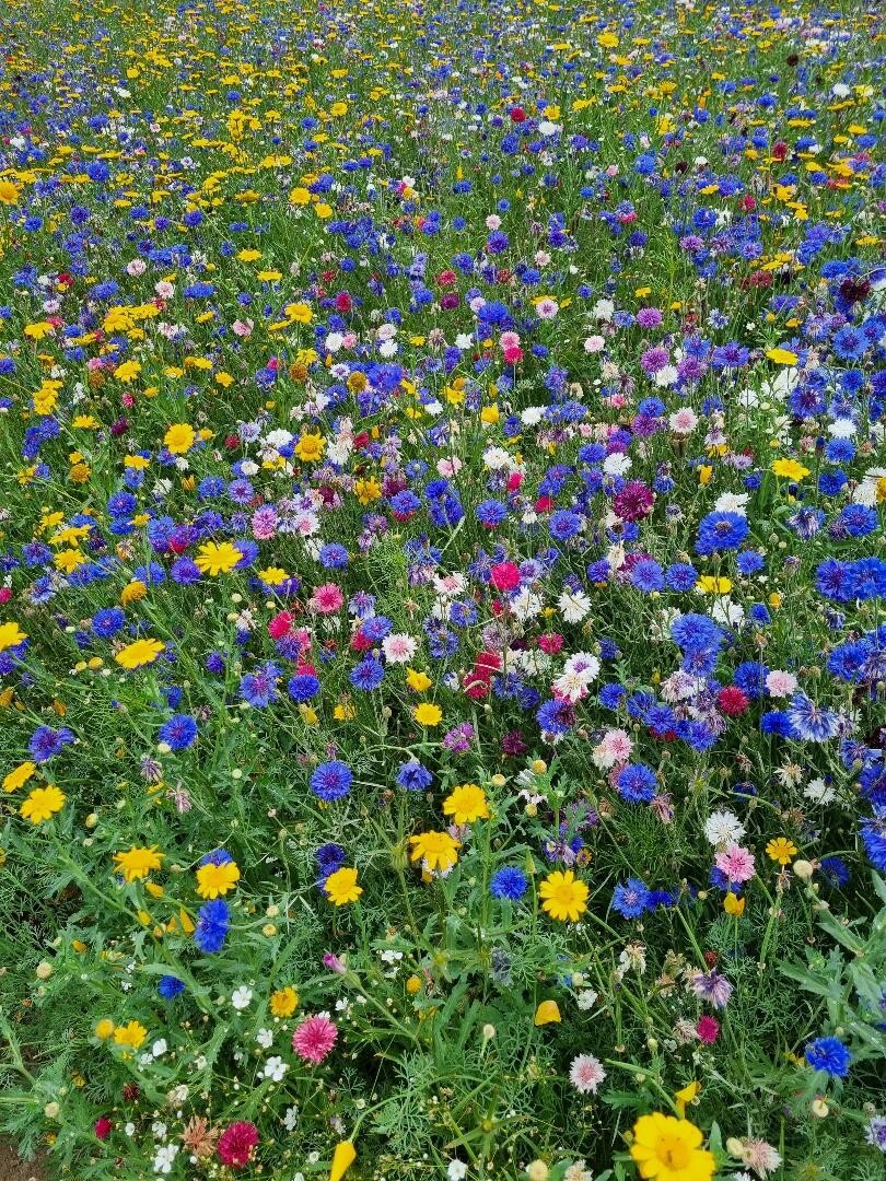 25g Wild Flower Meadow Seeds BUY 2 get 2 FREE Wild Scented Bee Mix 149