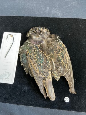 Common Starling Bird Skin for Fly Tying 22