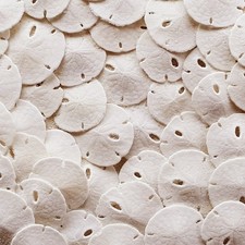 Sand Dollars 50pcs - Under 1" Inch - Small Natural White Sand Dollar - Sea Sh